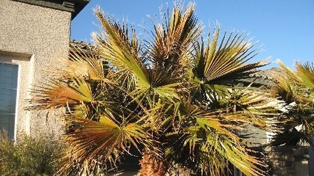 Cold Damage Palm Tree & Shrub Care