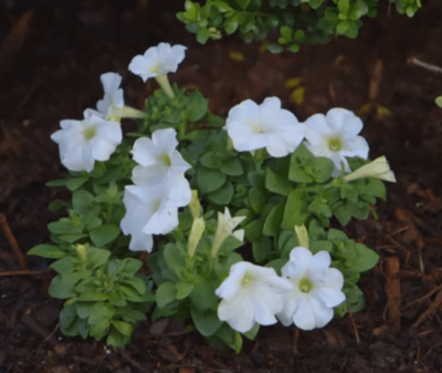 Annual or Perennial Growing Guide