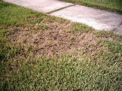 Chinch Bug Control, Damage and Treatment
