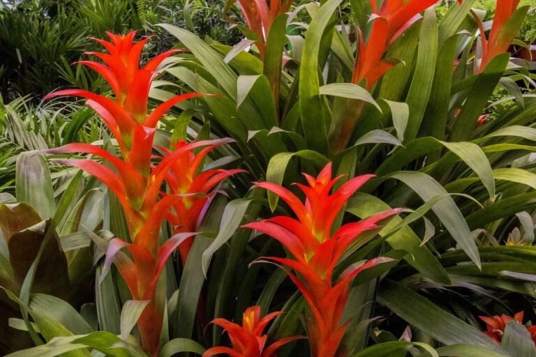 Bromeliads Tropical Plants