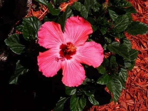 Hibiscus Plant Care in Florida