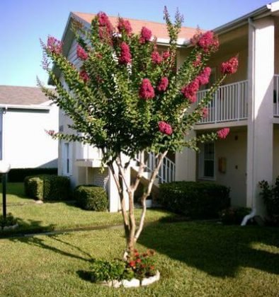 Crape Myrtle Tree Care