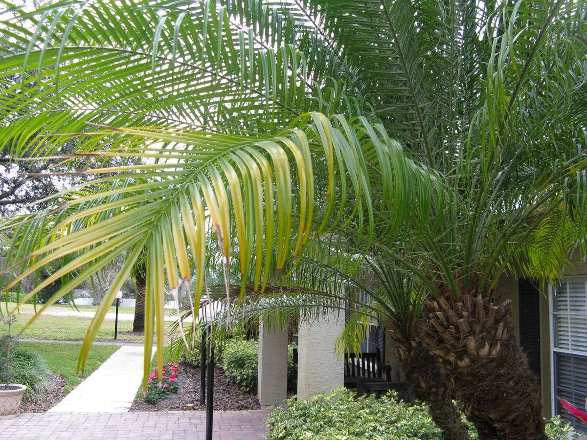 Palm Tree Problems & Nutrient Deficiencies