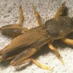 Florida Mole Cricket