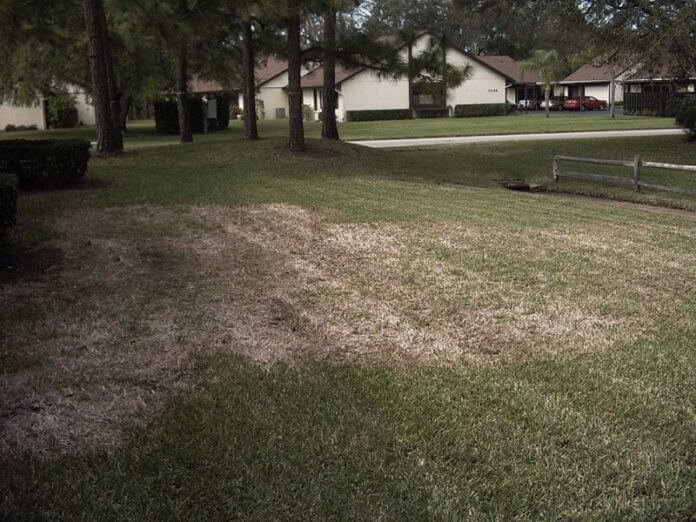 St Augustine Lawn Disease & Treatment