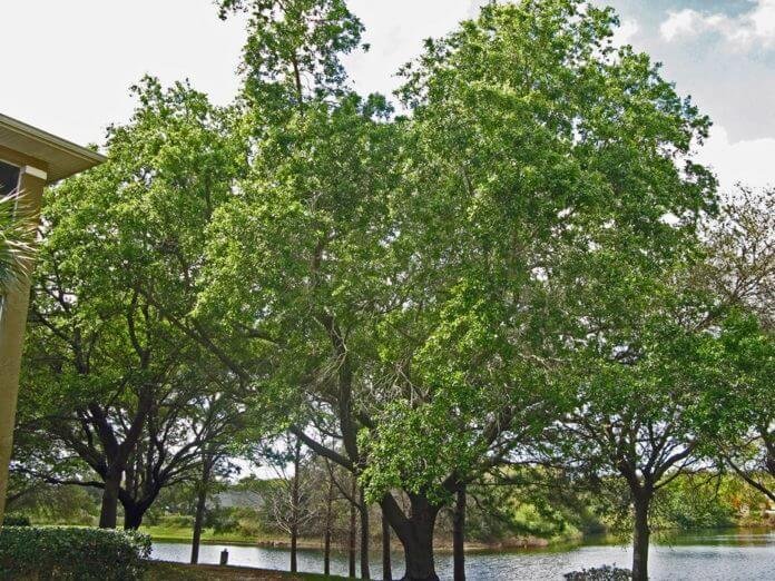 Native Florida Trees