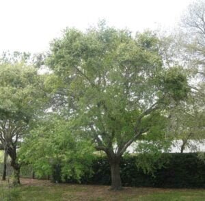 Trees In Florida | Florida Landscaping Today