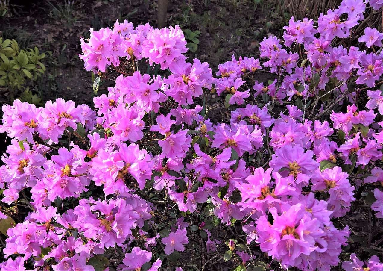 Azalea Plant Guide