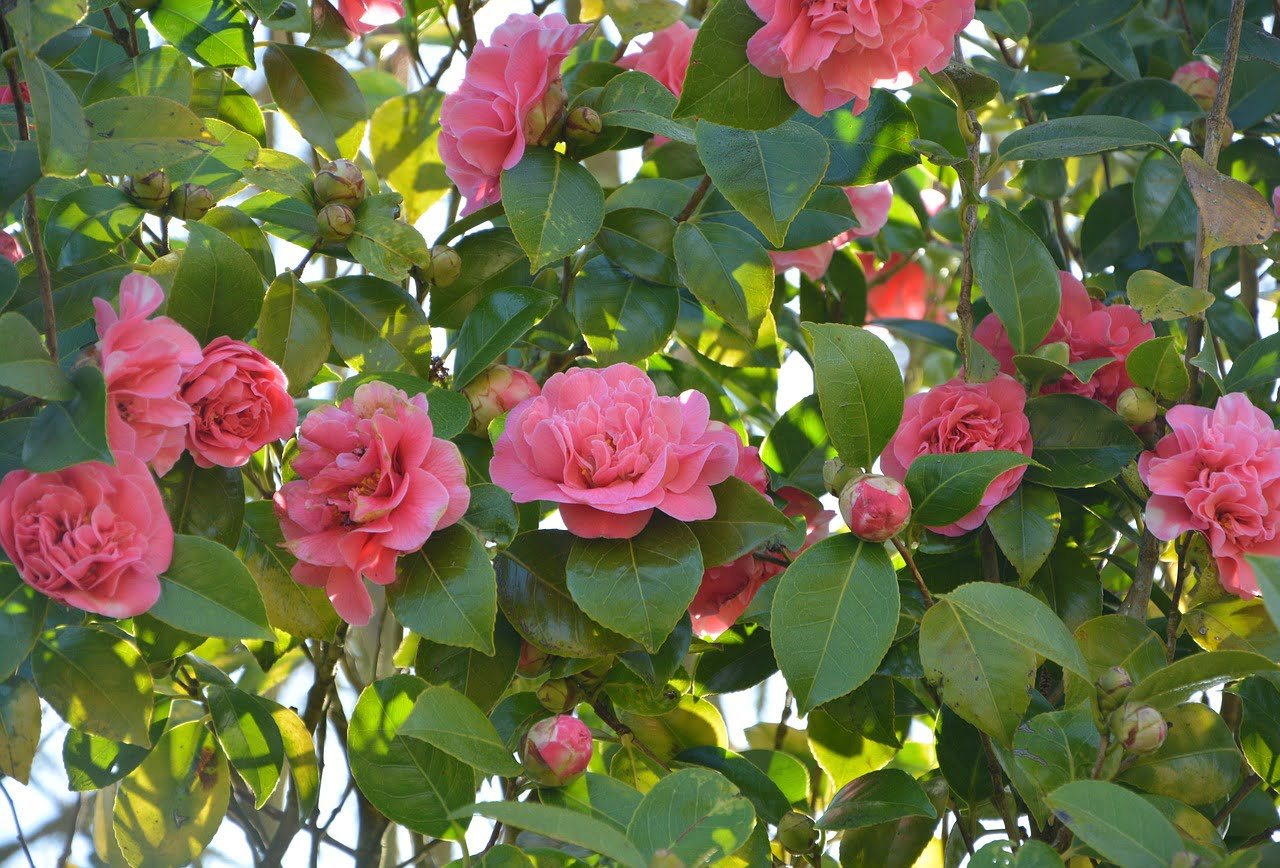 Camellias Plant Guide