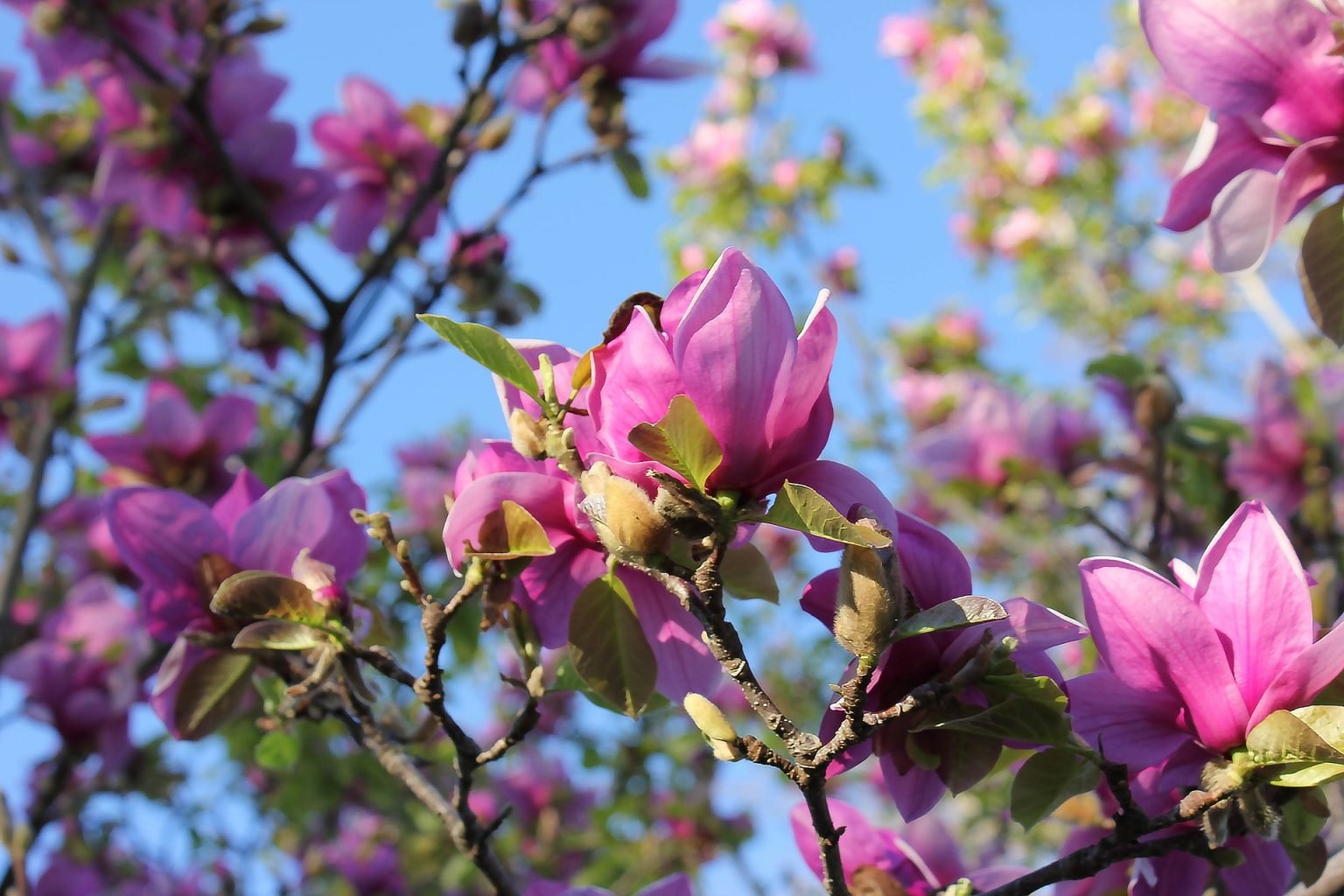 Saucer Magnolia Tree Tips