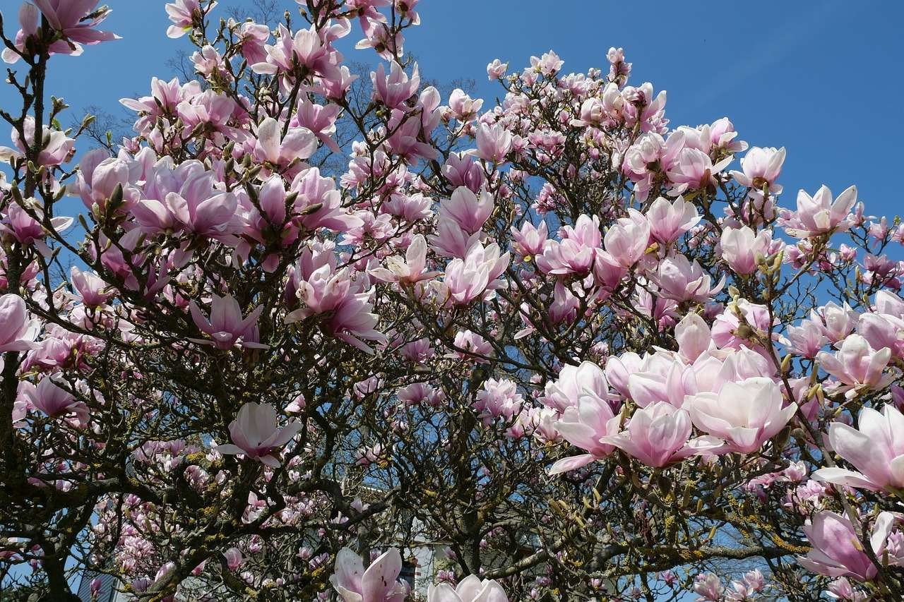 Southern Magnolia Tree Tips