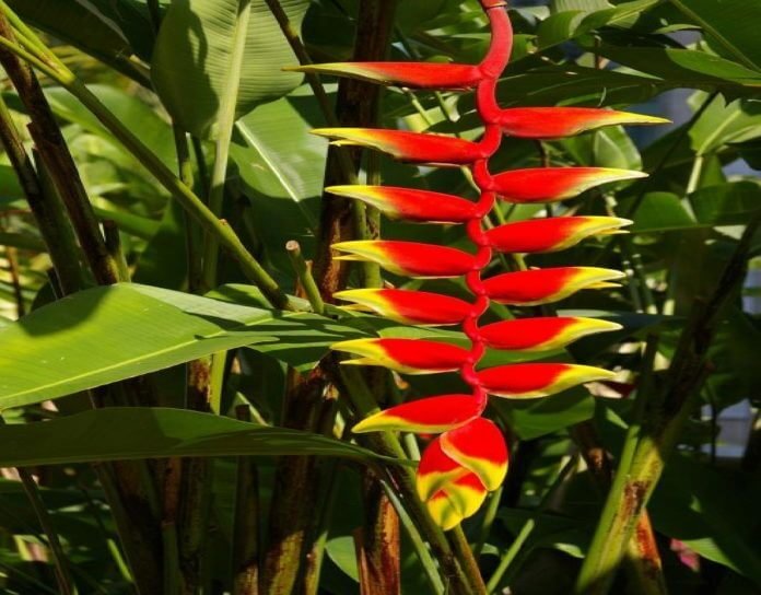 Heliconias Plant