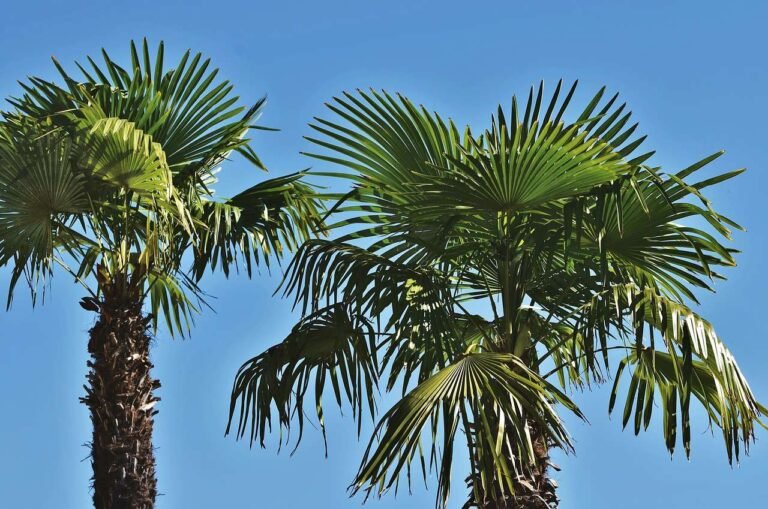 Planting Palms