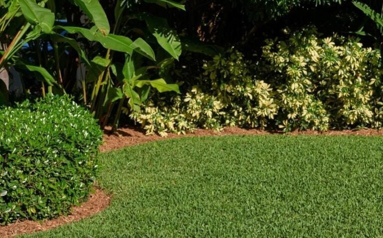How to Plant St. Augustine Grass Sod