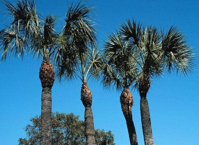 How to Trim Palm Trees in Florida