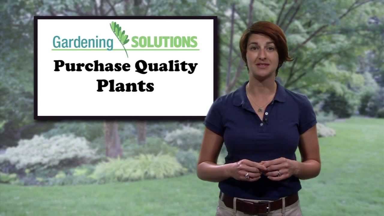 How To Purchase Quality Plants in Florida Video