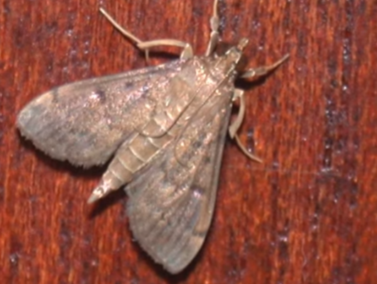 Florida Tropical Sod Webworm Moth