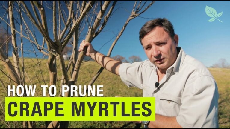 How to Prune Crape Myrtle Trees to Prevent “Crape Murder” – Video