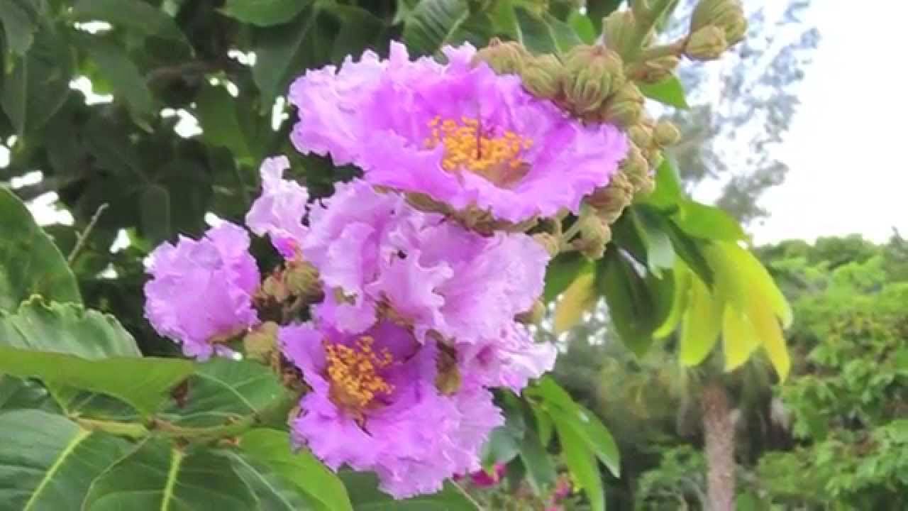 Exploring Colorful Flowering Trees of Southwest Florida with Dr. Doug Caldwell