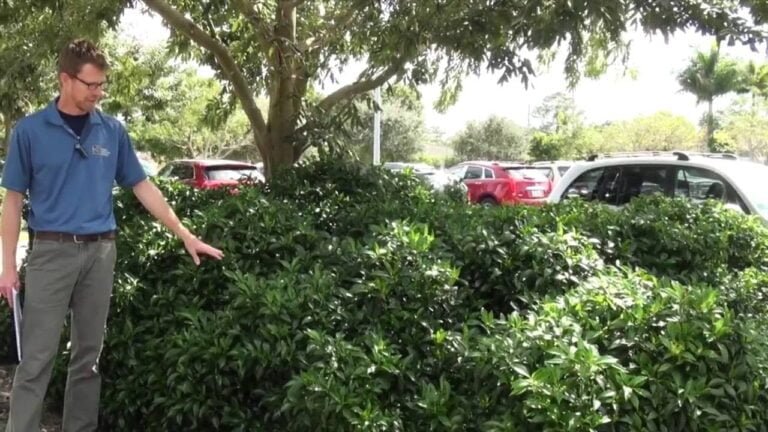 7 Overlooked Native Shrubs for South Florida Landscapes Video