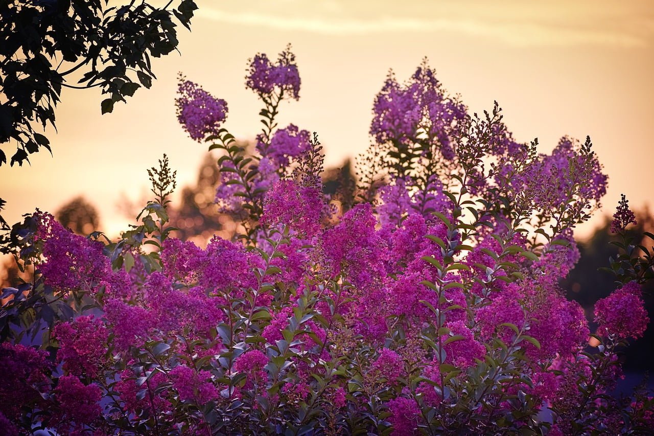 The Art of Crape Myrtle Pruning- Comprehensive Guide